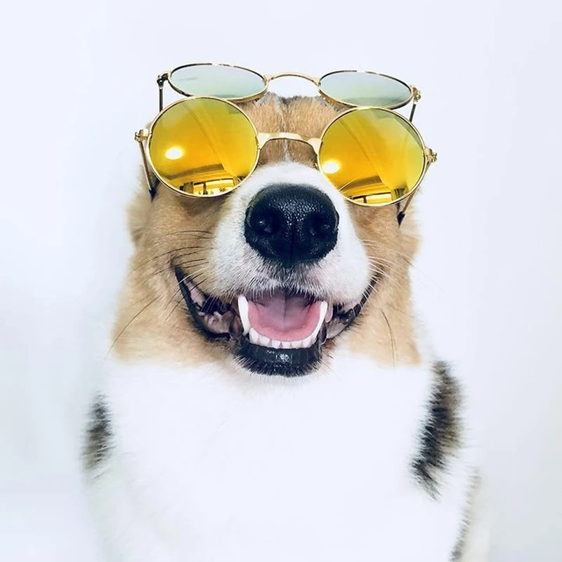 Cute Retro Pet Sunglasses - fede-rizzo