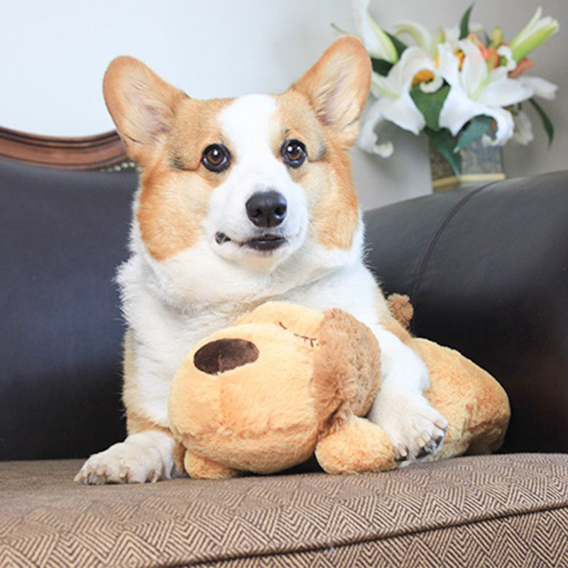 Plush Pet Toy - fede-rizzo