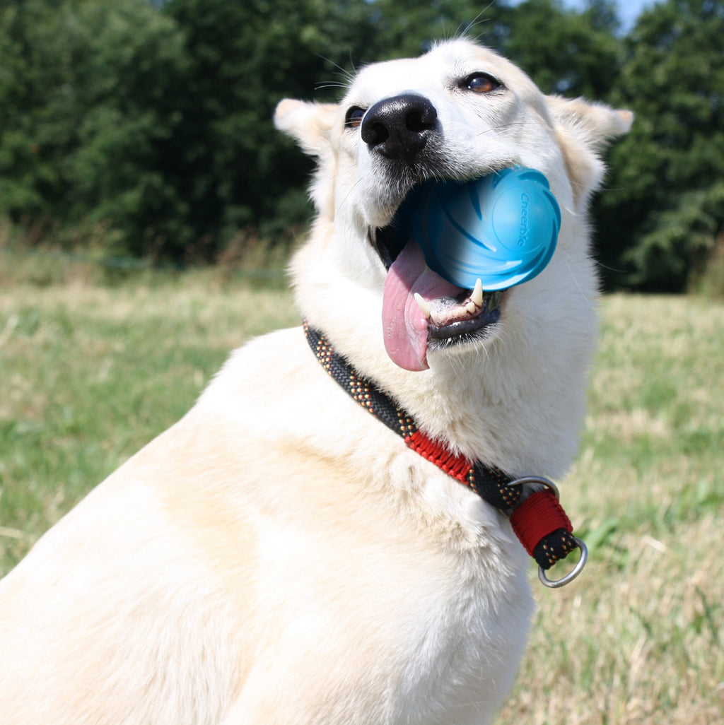 Cheerble Dog Ball Toy, Interactive Self-Propelling Ball