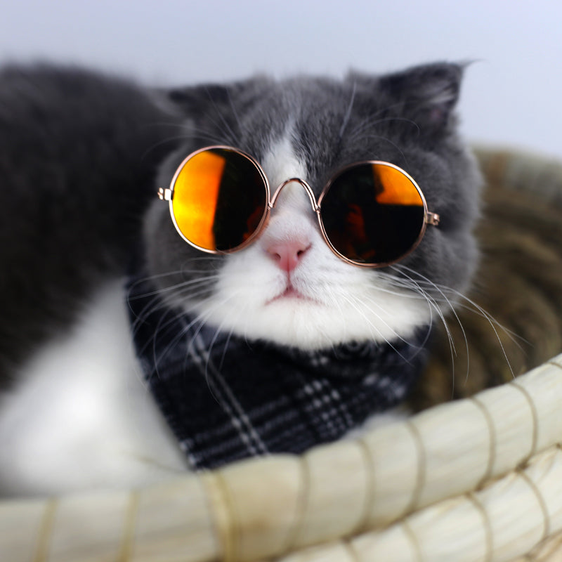 Cute Retro Pet Sunglasses - fede-rizzo
